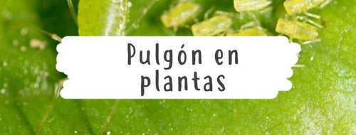 Pulgones En Plantas- Cómo Eliminar El Pulgón