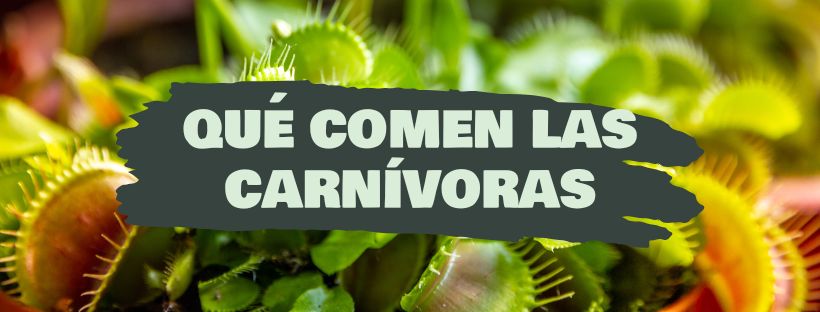 Qué Comen Las Plantas Carnívoras