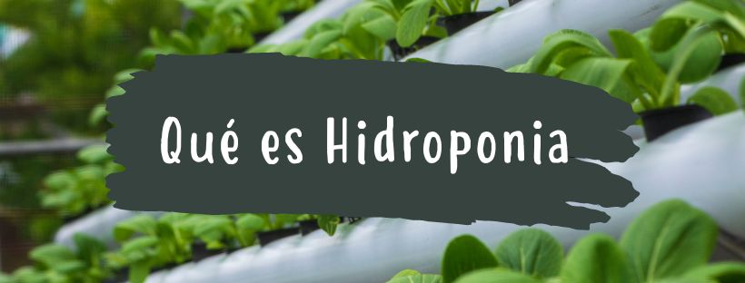 Qué Es Un Cultivo Hidropónico (Hidroponía)