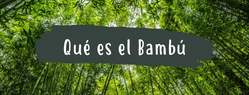 Bambú: Qué Es Y Cuáles Son Sus Partes