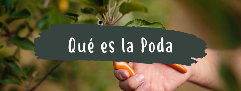 Qué Es La Poda y Qué Ventajas Tiene