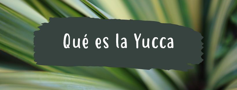 Yucca: Propiedades Y Beneficios