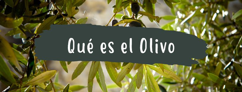 Olivo: Qué Es Y CuáLes Son Sus Partes
