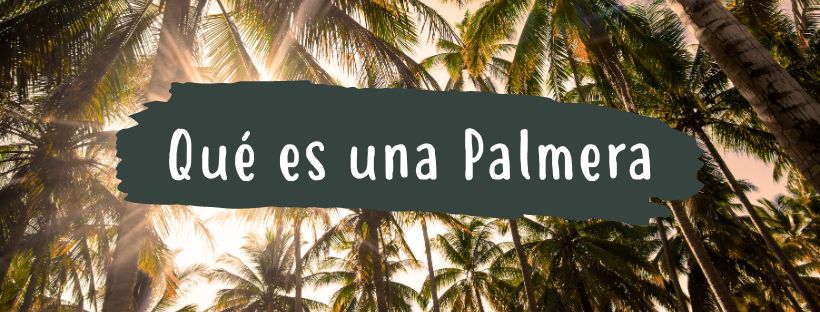 Palmera: Qué Es Y Cuáles Son Sus Partes