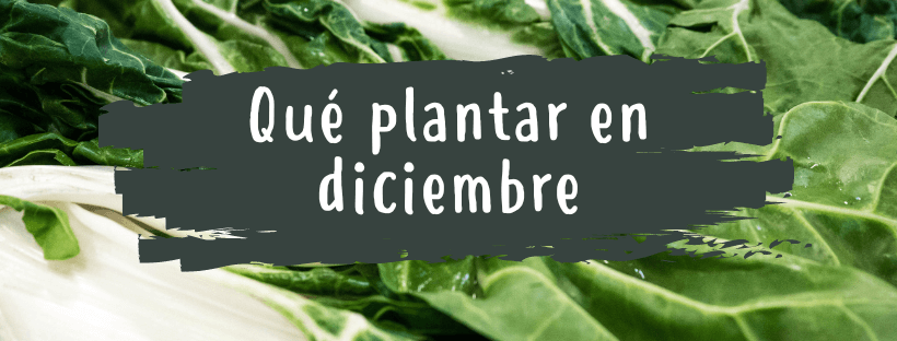Qué Plantar En Diciembre