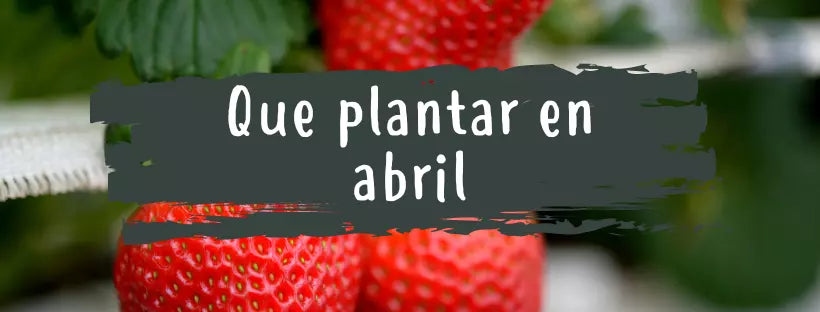 Qué Plantar En Abril