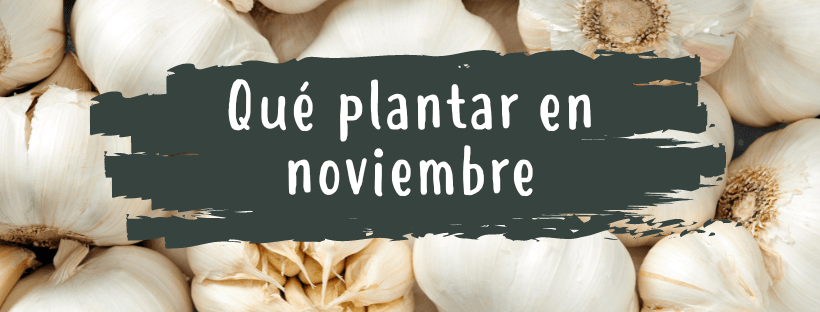 Qué Plantar En Noviembre - Pur Plant