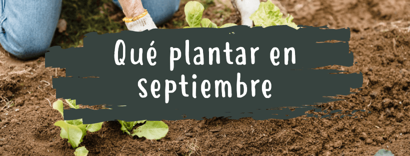 Qué Plantar En Septiembre