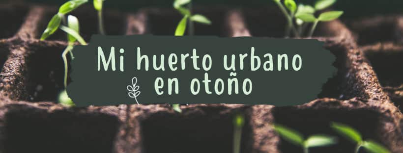 Qué Plantar Este Otoño En Mi Huerto Urbano