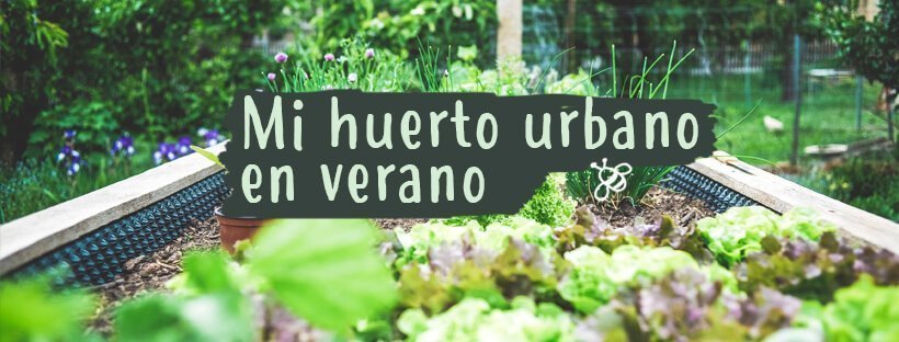 Qué Plantar Este Verano En Mi Huerto Urbano