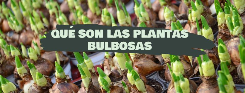 Plantas Bulbosas: Qué Son, Ejemplos Y Cuidados