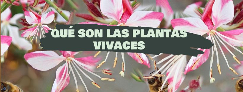 Plantas Vivaces: Qué Son, Ejemplos Y Cuidados