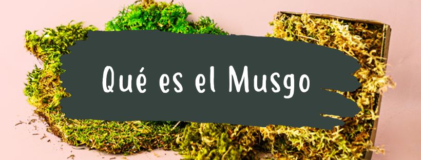Qué Es Un Musgo & Para Qué Sirve