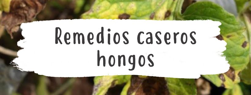 Remedios Caseros Para Las Plantas Con Hongos