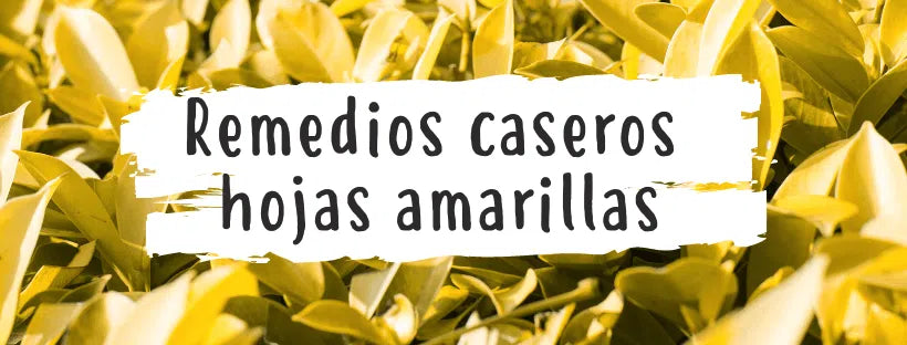 Remedios Caseros Para Plantas Con Hojas Amarillas