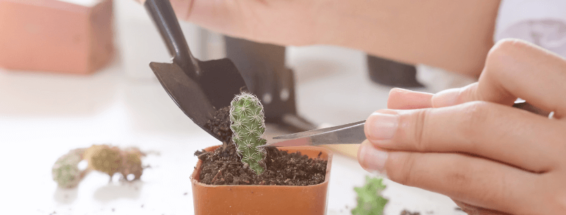 Cómo Reproducir Un Cactus