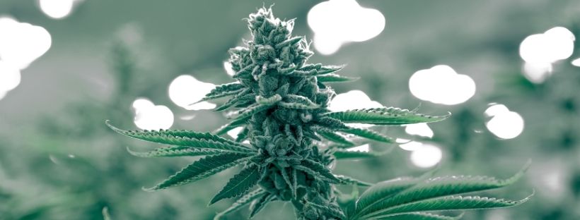 Riego Por Goteo Casero Marihuana