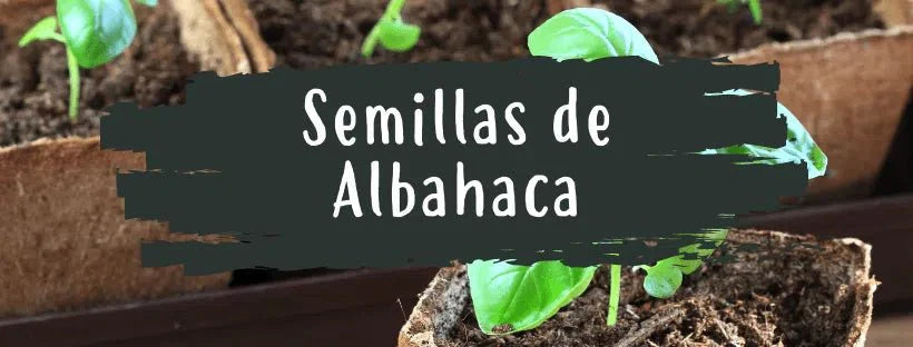 Semillas De Abahaca: Todo Lo Que Necesitas Saber