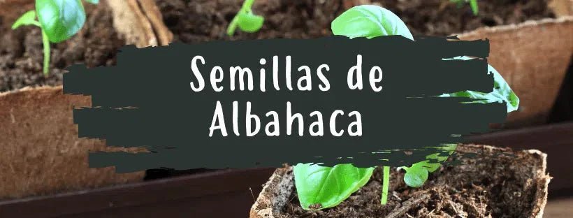 Semillas De Abahaca: Todo Lo Que Necesitas Saber