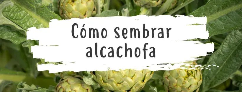 Semillas De Alcachofa: Todo Lo Que Necesitas Saber