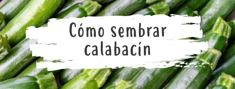 Semillas De Calabacín: Todo Lo Que Necesitas Saber