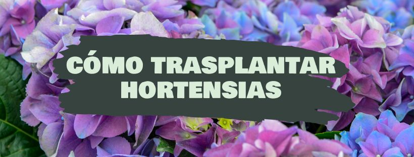 Cómo Y Cuándo Trasplantar Hortensias
