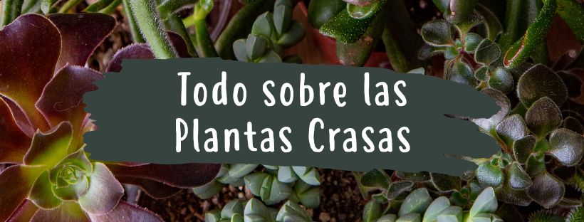 Todo Sobre Las Plantas Crasas