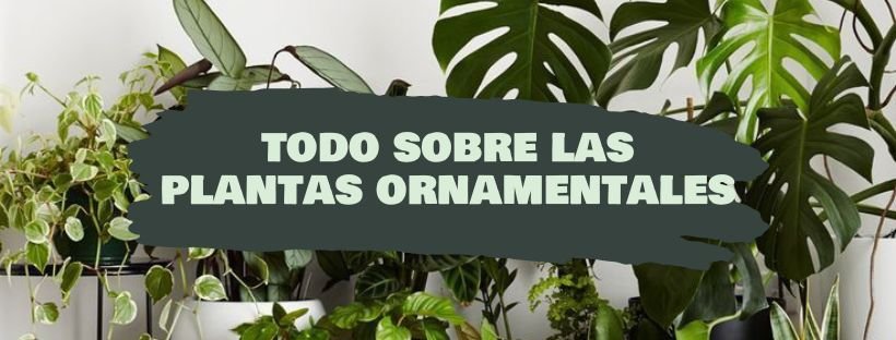 Todo Sobre Las Plantas Ornamentales