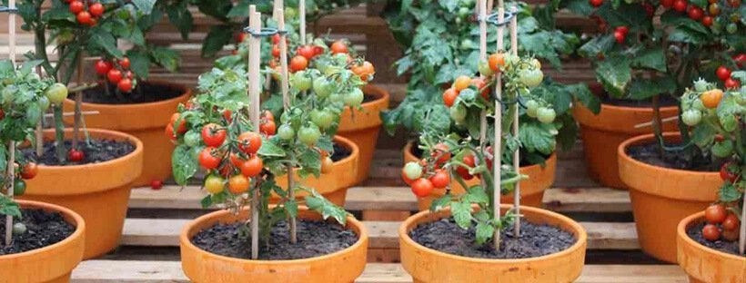 Cómo Plantar Tomates En Maceta