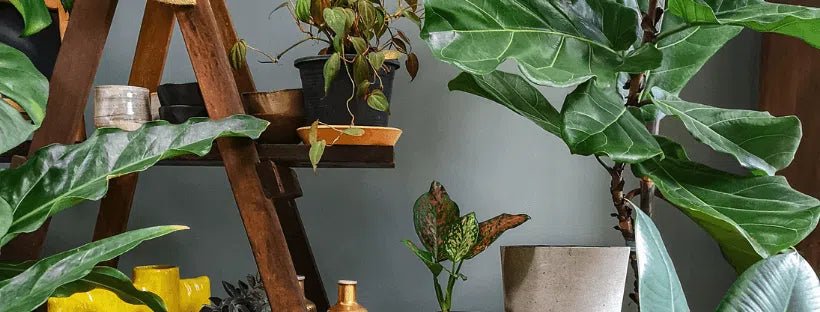 Top Plantas Fáciles De Cuidar