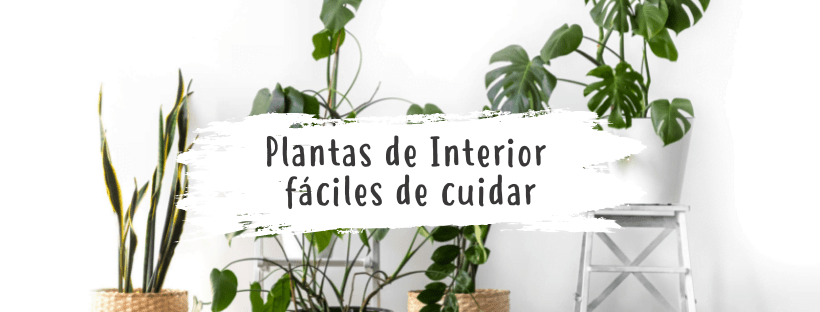 Top Plantas Tropicales De Interior Fáciles De Cuidar