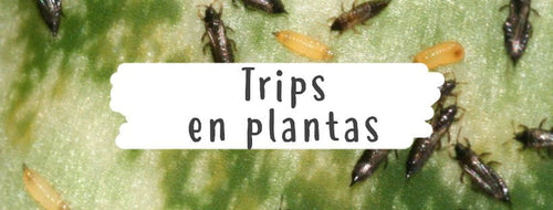 Trips En Plantas :Cómo Combatir La Plaga