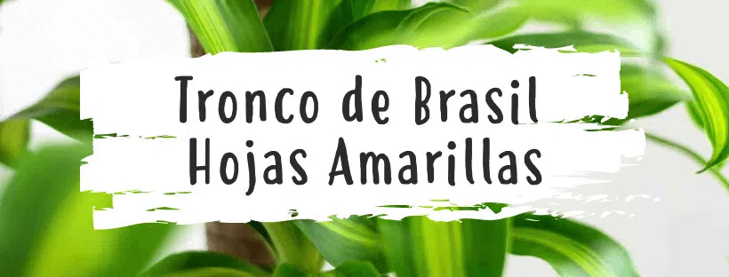 ¿Por Qué Se Ponen Las Hojas Amarillas En El Tronco De Brasil?