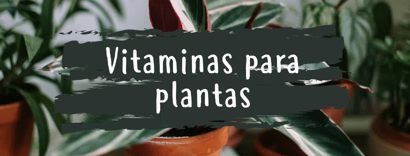 Vitaminas Para Plantas: ¿Cuáles Necesitan?