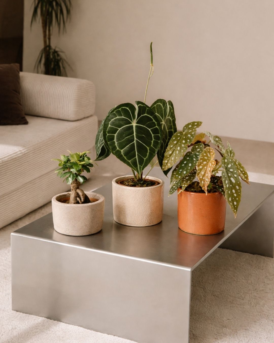 Plantas