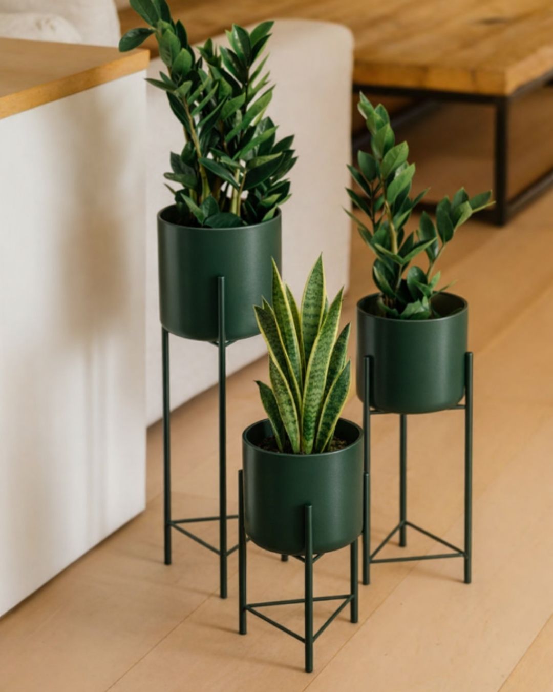 Plantas por menos de 20