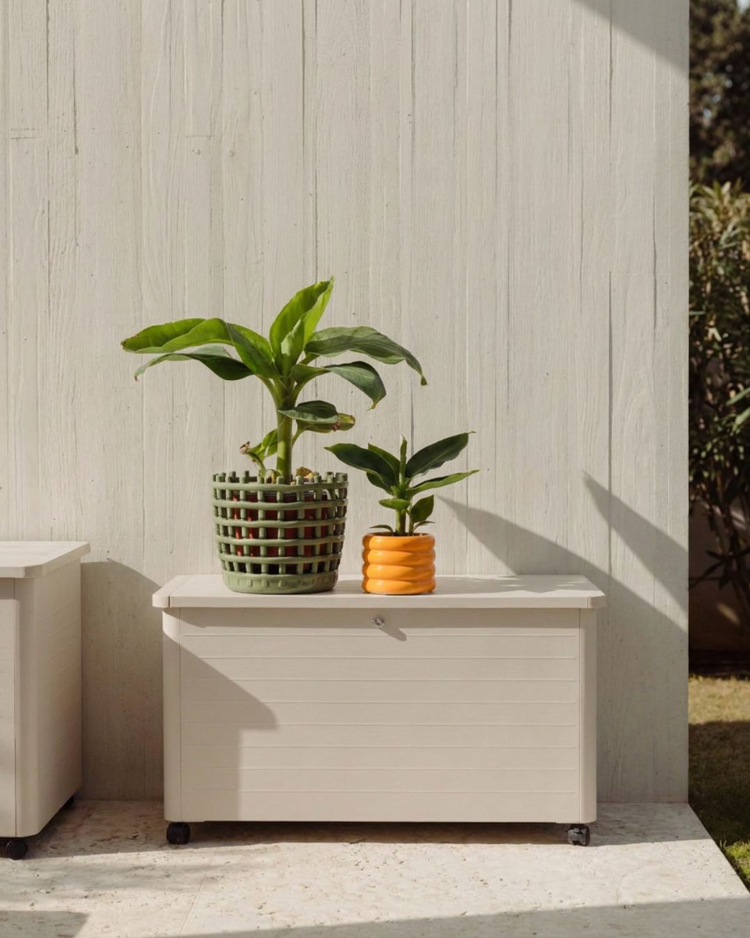 Plantas_Platanera