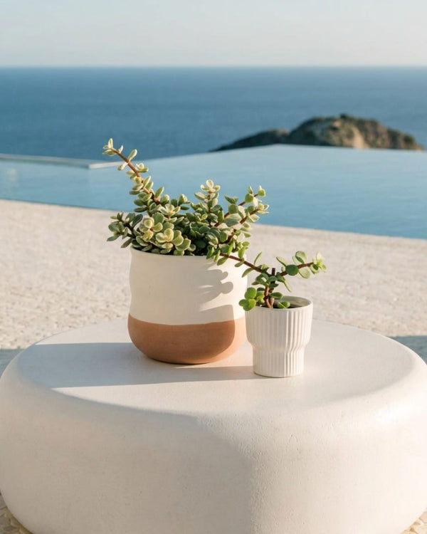 Plantas Portulacaria