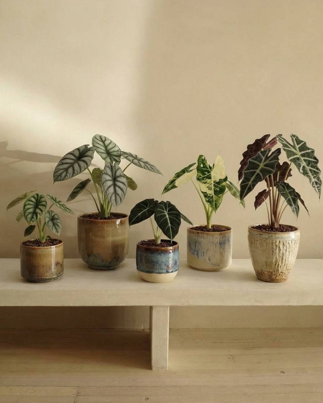 Alocasias - Pur Plant
