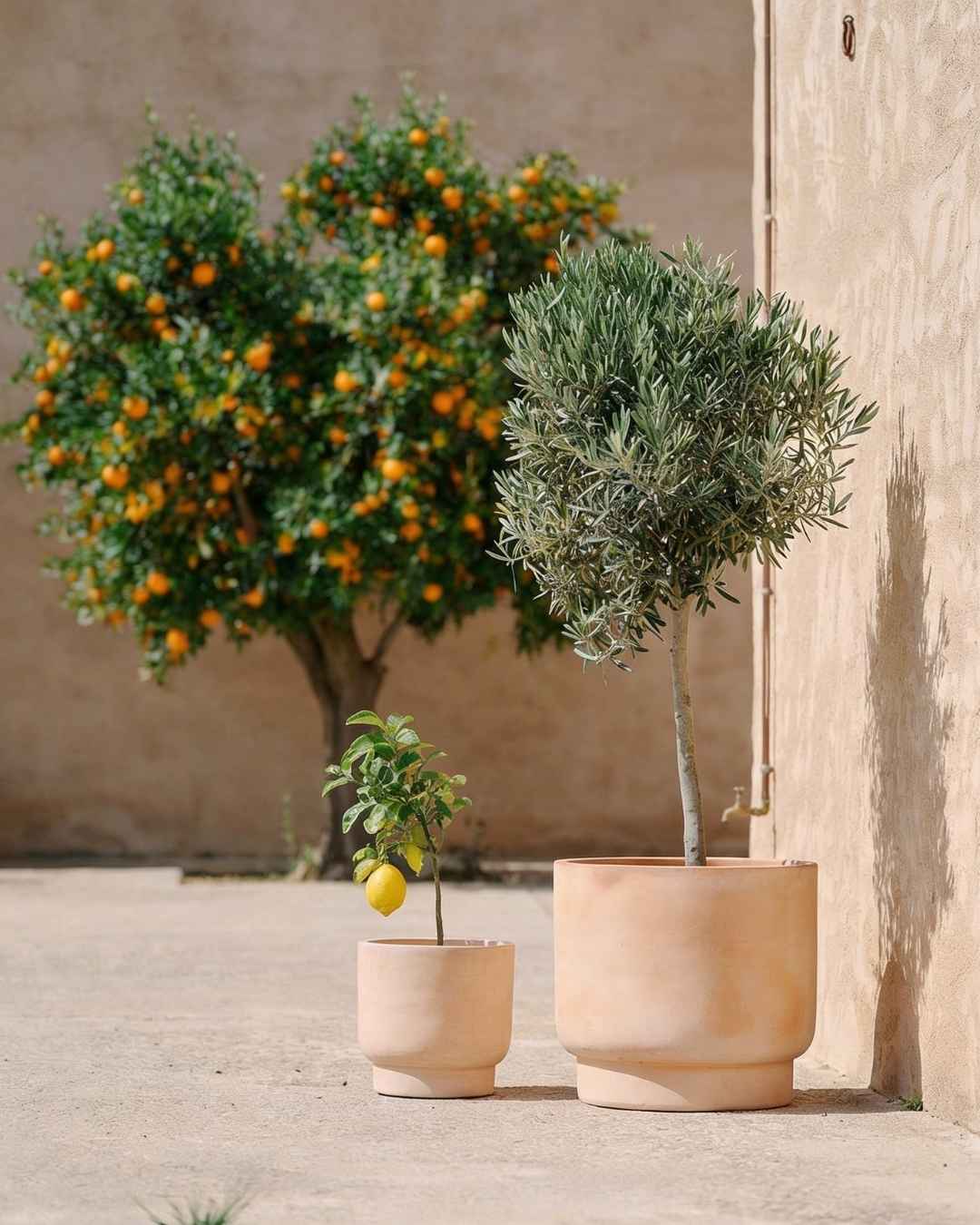 Árboles - Pur Plant