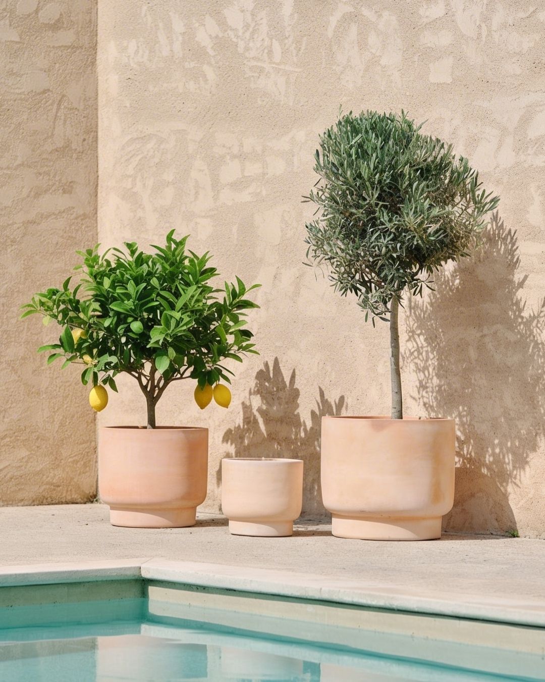 Árboles Frutales - Pur Plant