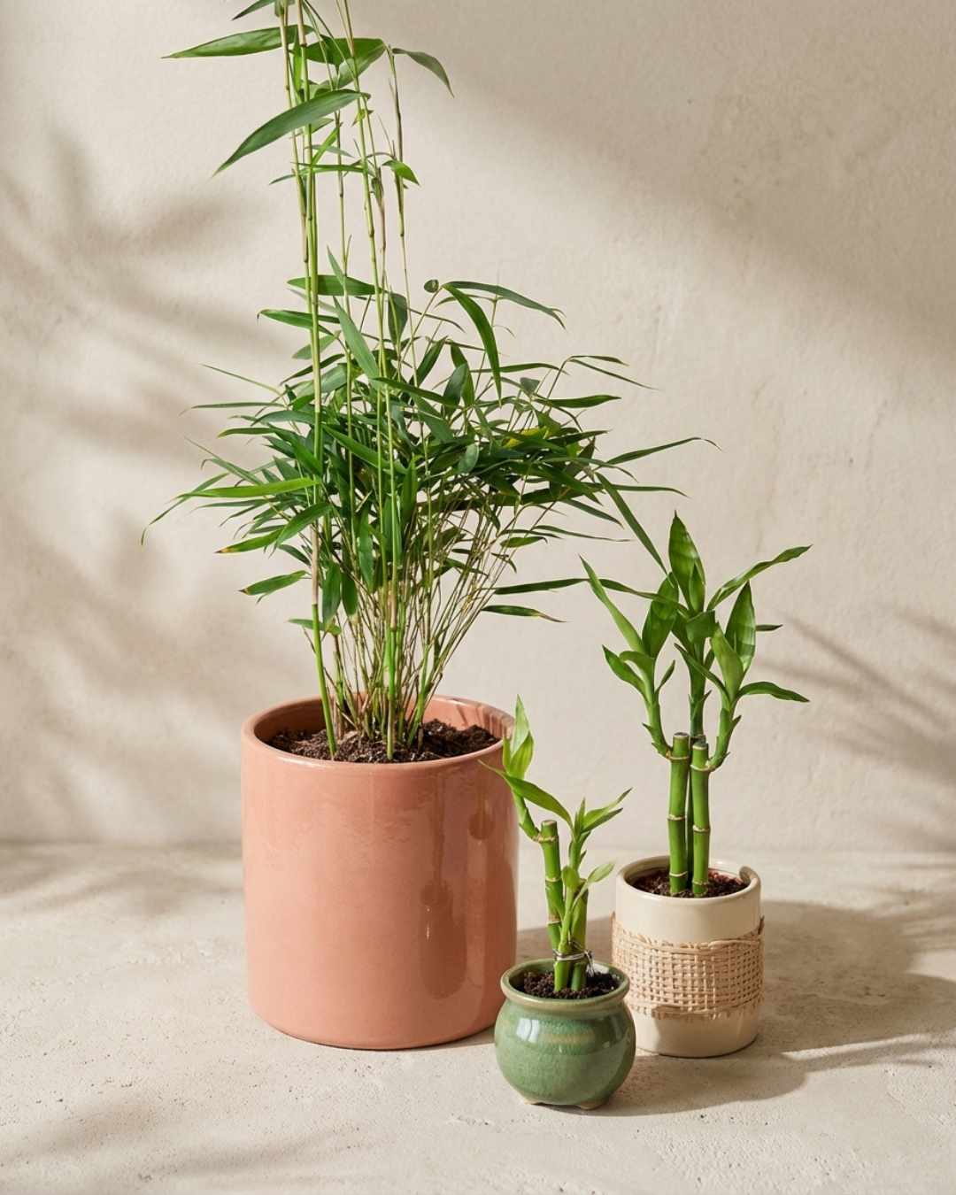 Bambú - Pur Plant