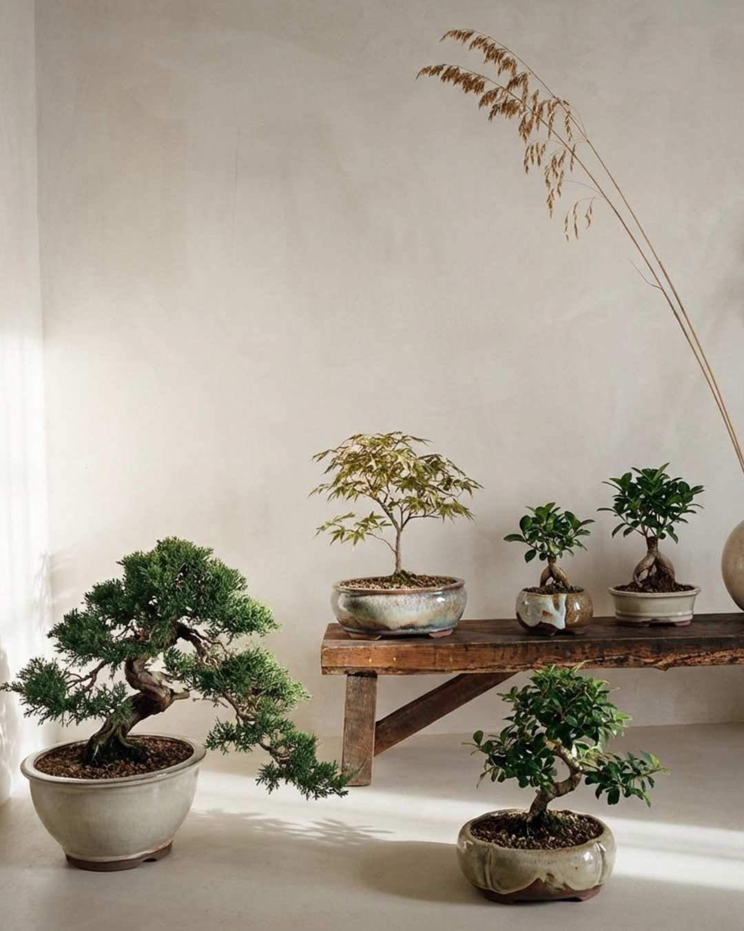 Bonsai - Pur Plant