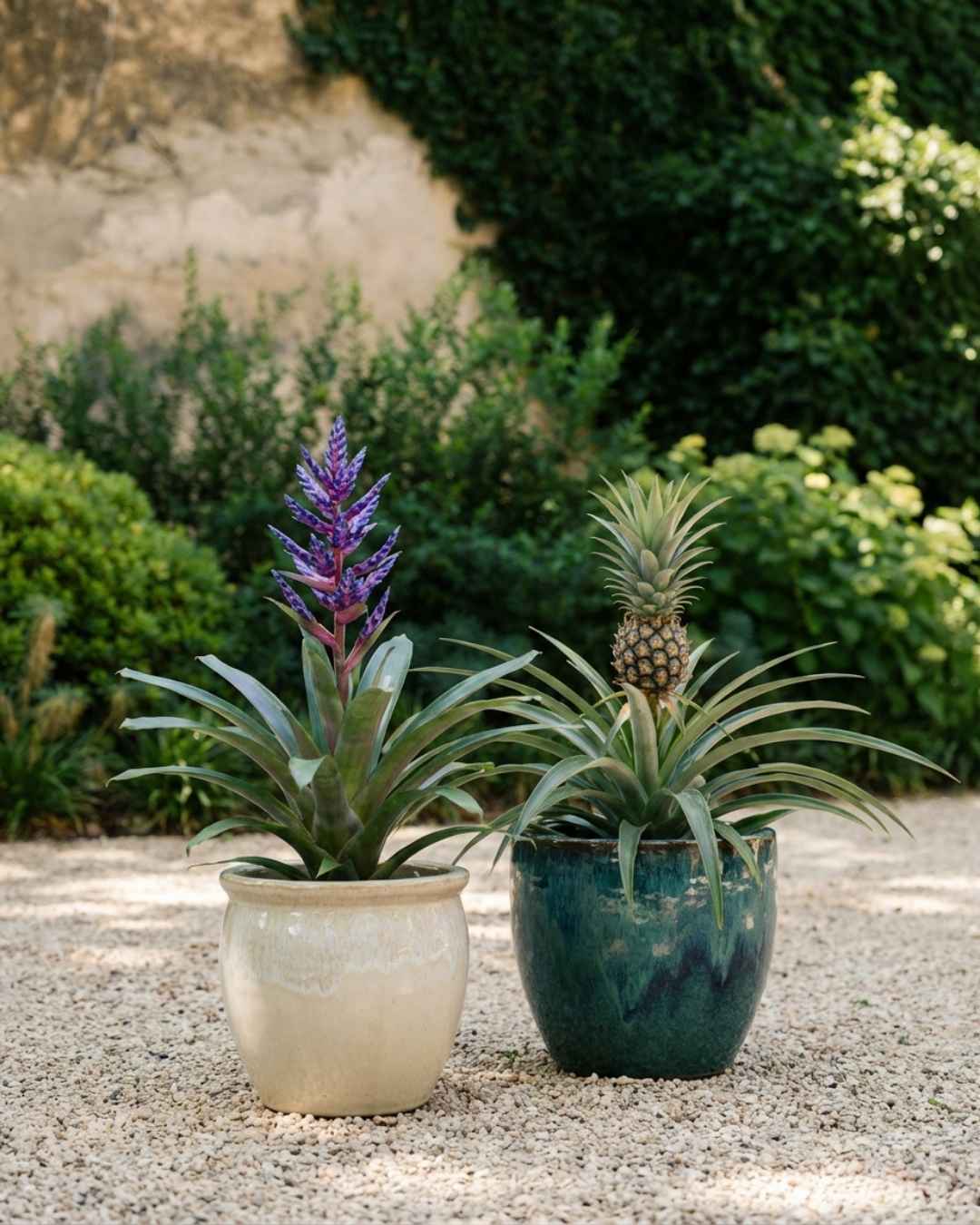 Bromelia - Pur Plant