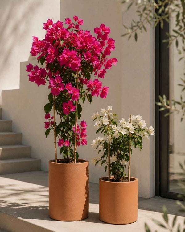 Buganvilla