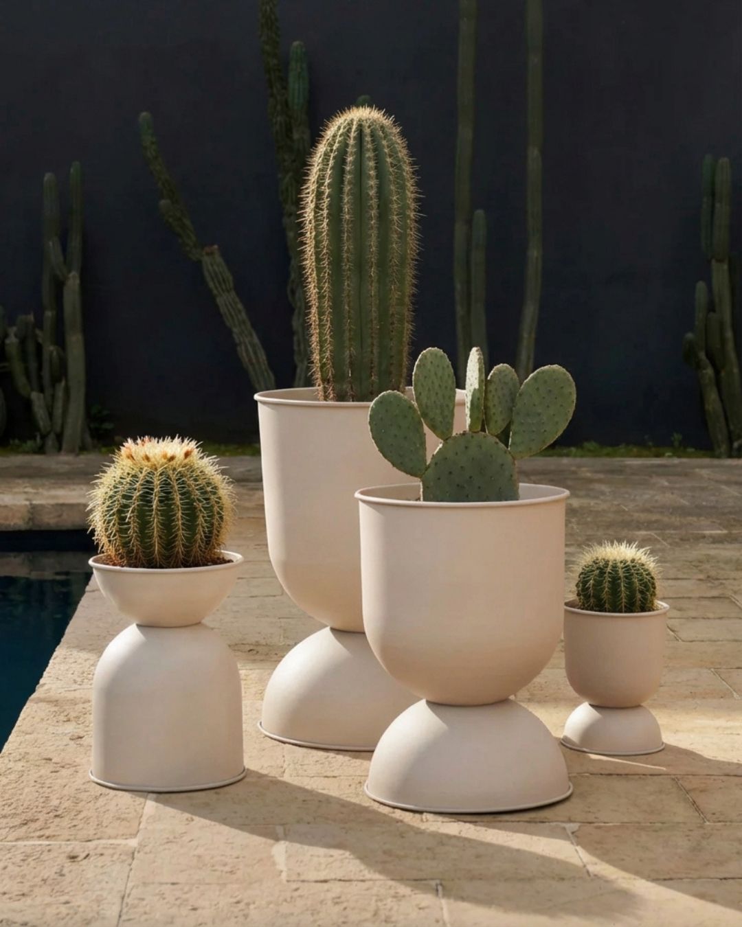 Cactus - Pur Plant
