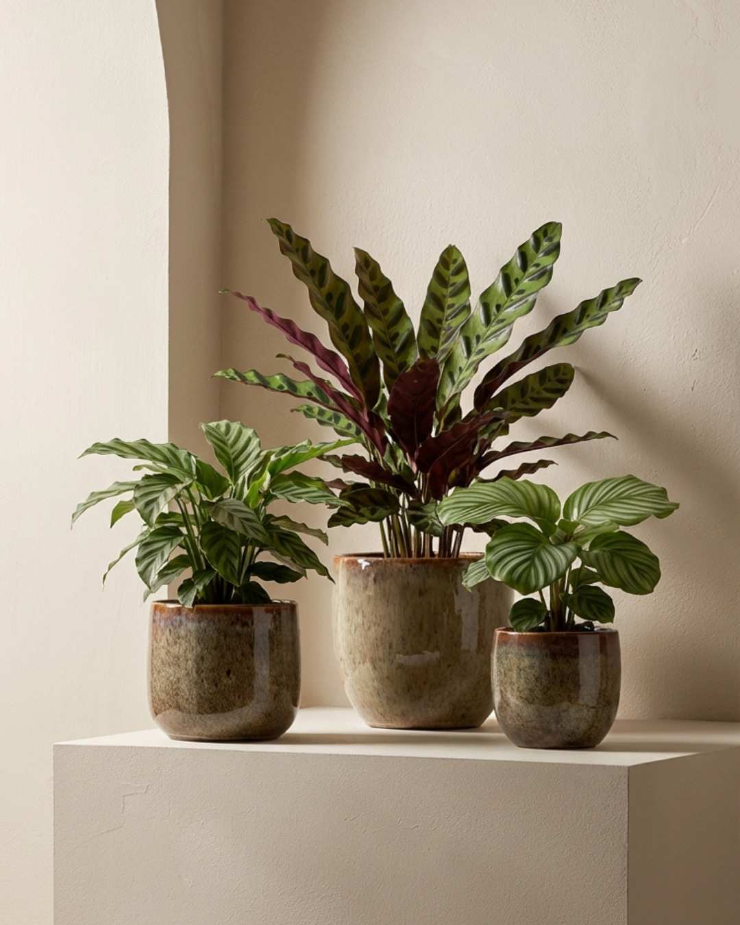 Calatheas - Pur Plant