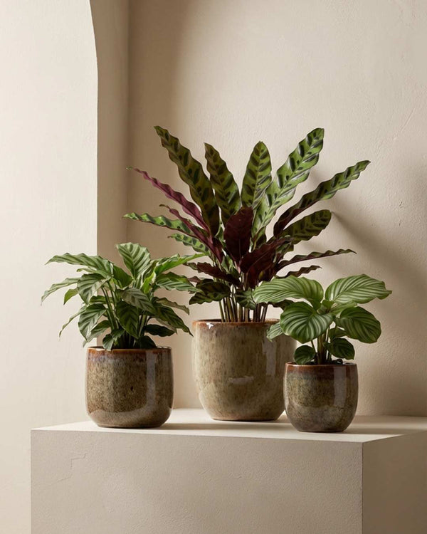 Calatheas