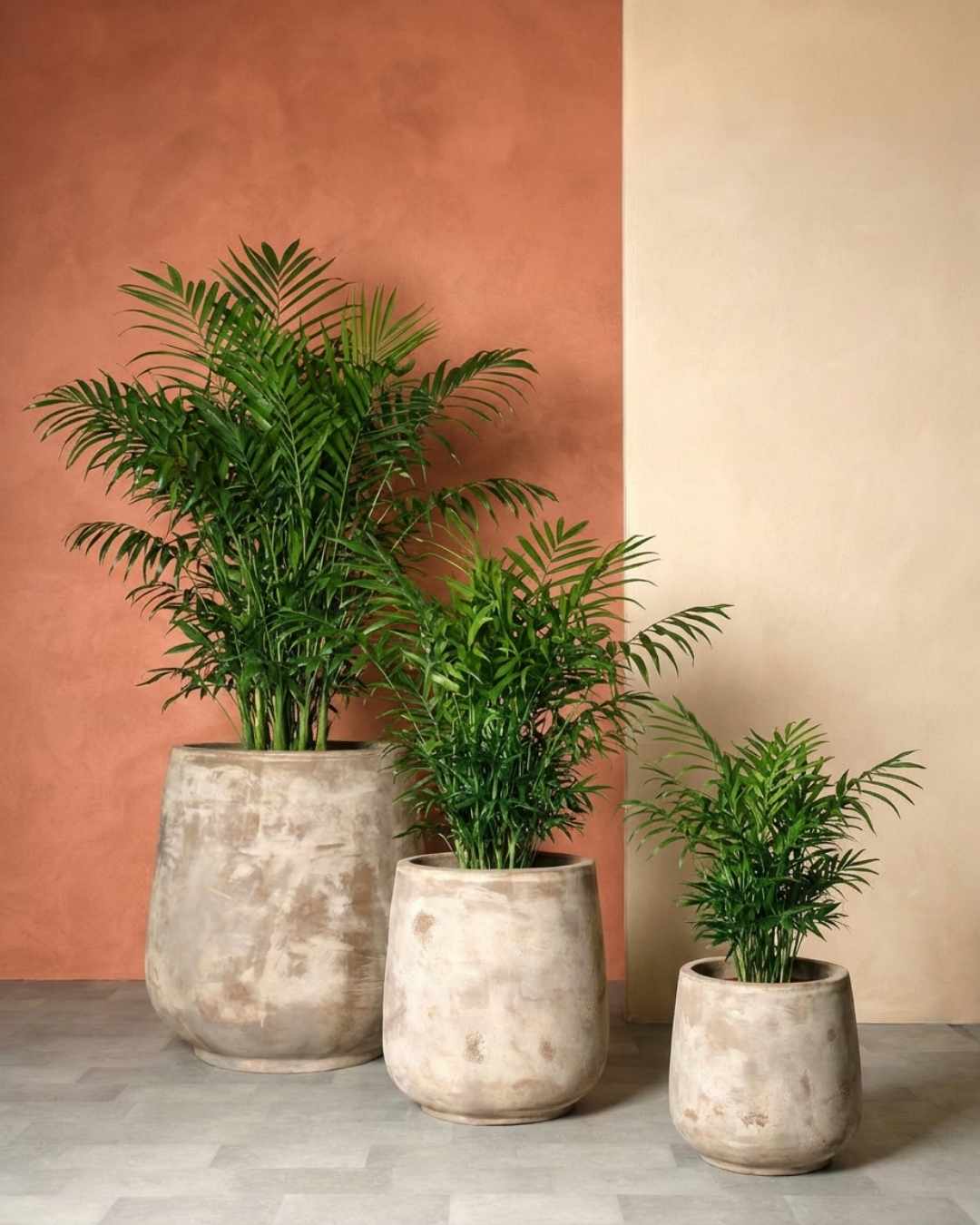 Chamaedoreas - Pur Plant