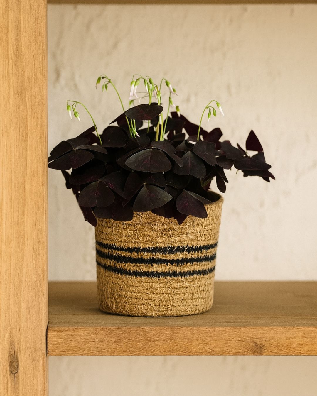 Cubremacetas Yute Negro M – 12 cm - Pur Plant